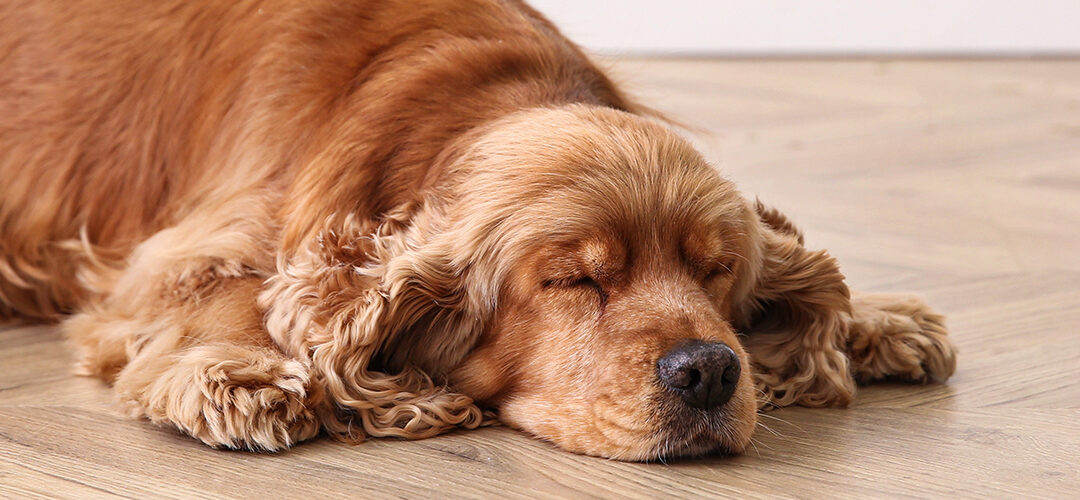 What Is The Best Flooring For Dogs?